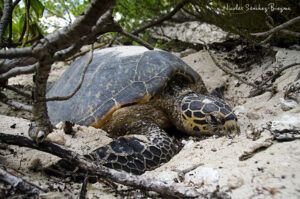Seychelles www.20000leguas.es Tortuga carey desovando