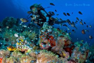 Anemona con peces payaso