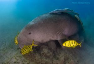 dugongopeces