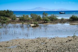 Manglar en las costas del Sinaí