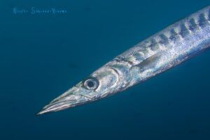 BArracudas en el Escull. Jávea