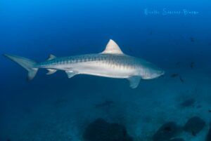 Tiburón tigre