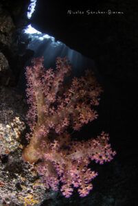 Coral Blando
