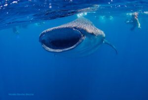 Tiburon ballena en Maldivas