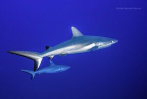 Tiburones grises en Maldivas