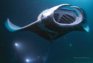 Mantas nocturnas. Maldivas
