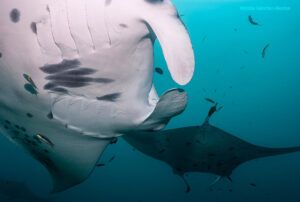 Mantas en Maldivas
