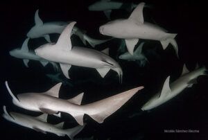 Tiburones nodriza en Maldivas
