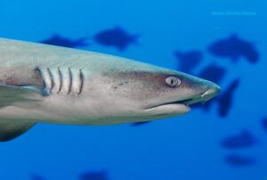 Tiburón punta blanca de arrecife. Maldivas