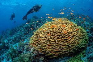 Jackson Reef. Mar Rojo