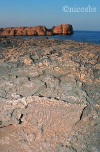 Corales fósiles en Ras Mohamed