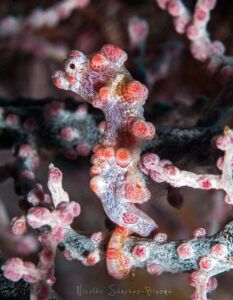 Caballito pigmeo (Hippocampus bargabanti).
