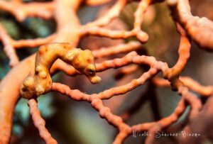 Caballito pigmeo (Hippocampus denise).