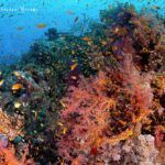 Arrecife de coral Mar Rojo