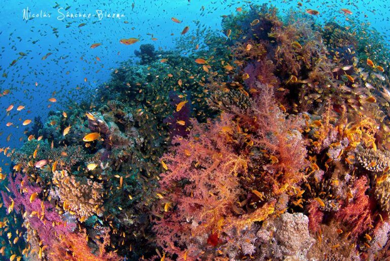 Arrecife de coral Mar Rojo