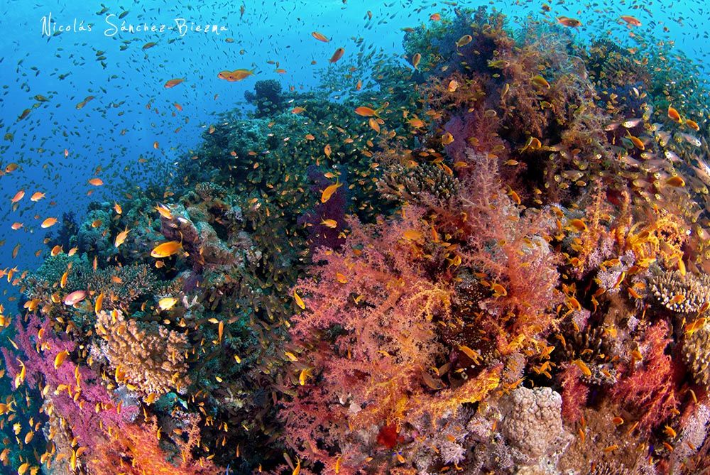 Arrecife de coral Mar Rojo