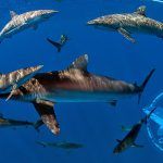 Programa shark Diving