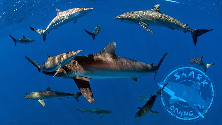 Programa shark Diving
