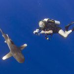 Longimanus. Mar Rojo Sur profundo