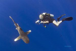 Longimanus. Mar Rojo Sur profundo