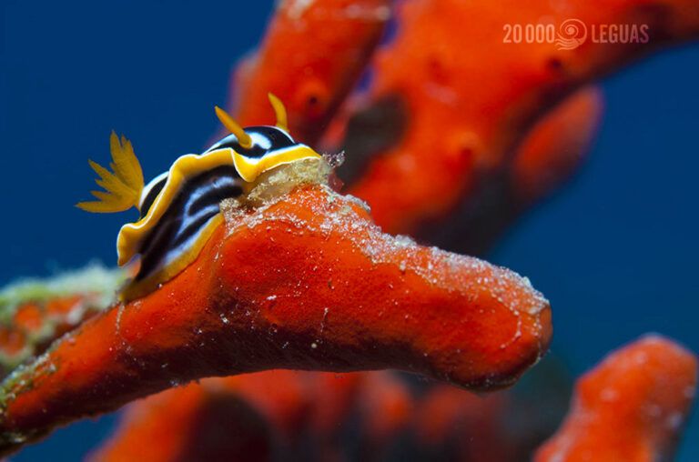 Nudibranquio. Dahab Mar ROjo