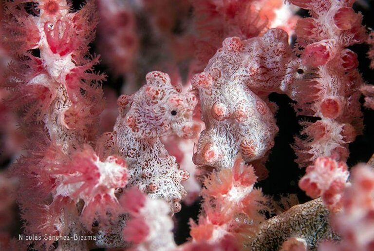 Bucear Raja Ampat