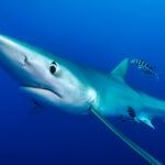 Tiburon Azul
