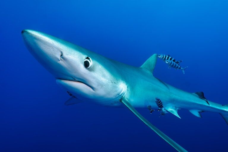Tiburon Azul