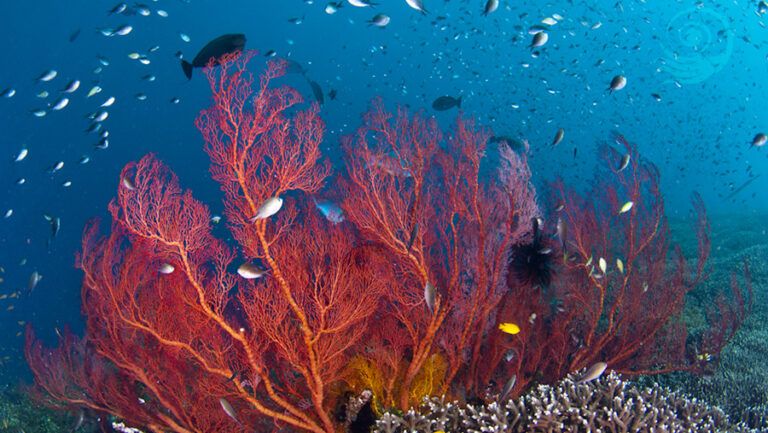 Viaje de buceo a Bali