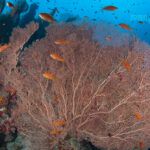Gorgonia Mar Rojo