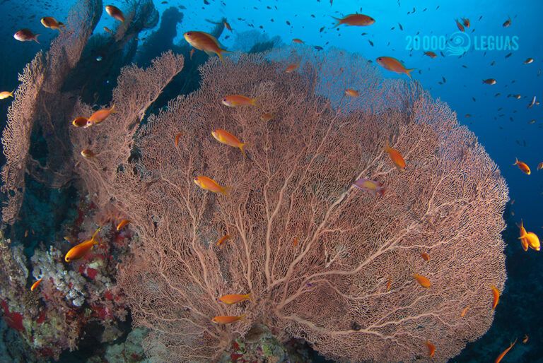 Gorgonia Mar Rojo