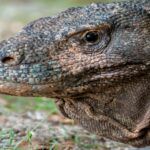 Bucear en Komodo