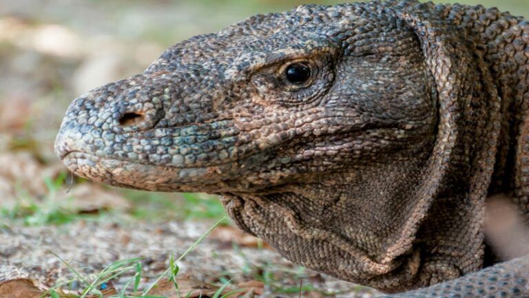 Bucear en Komodo