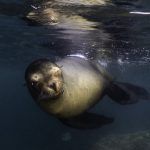 León marino en Baja California