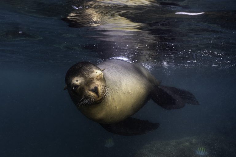 León marino en Baja California