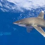 Longimanus. Mar Rojo Sur