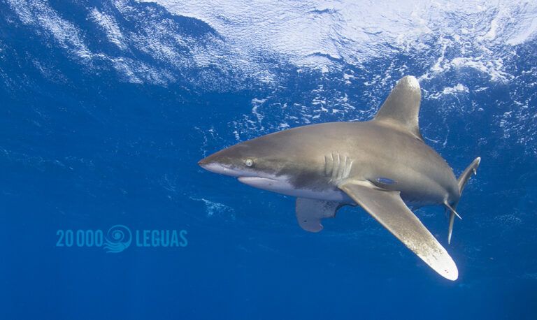 Longimanus. Mar Rojo Sur