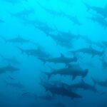 Vida a bordo Malpelo