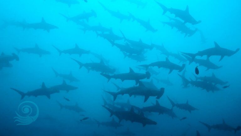 Vida a bordo Malpelo