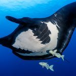 Mantas oceánicas en Revillagigedo
