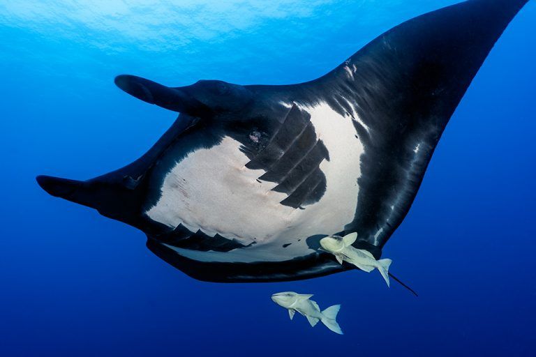 Mantas oceánicas en Revillagigedo