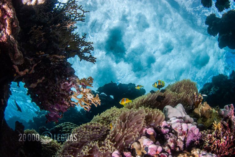 Mar Rojo Sur Profundo