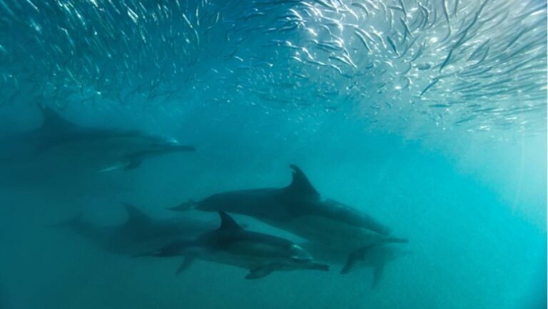 Sardine run sudafrica
