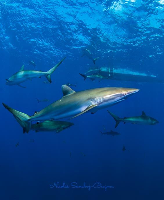 Tiburon sedoso Cuba