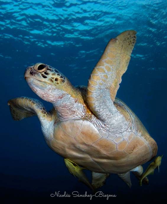 Tortuga verde