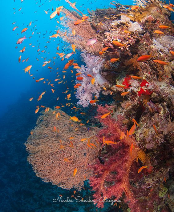 Arrecife Mar Rojo