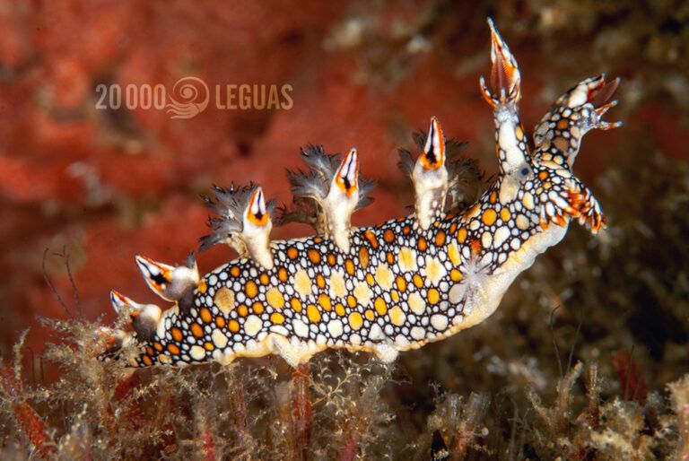Nudibranquio Anilao