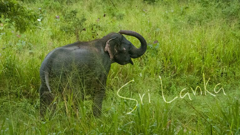 Aventura en Sri Lanka