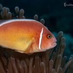 Pez Payaso. Indonesia. Wakatobi