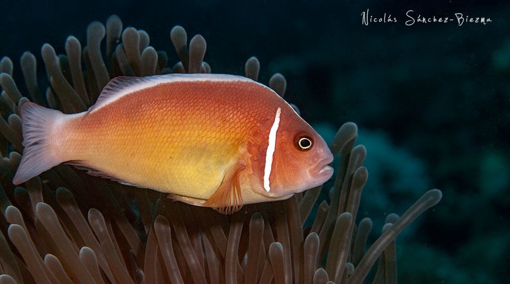 Pez Payaso. Indonesia. Wakatobi